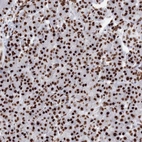 Anti-PCDHA3 Antibody