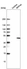 Anti-RPP40 Antibody