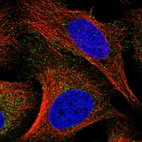 Immunofluorescent staining of human cell line U-2 OS shows localization to cytosol.