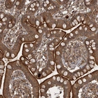 Anti-UNC93A Antibody