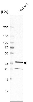 Western blot analysis in human cell line U-251 MG.