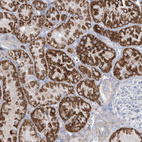 Anti-MOXD1 Antibody