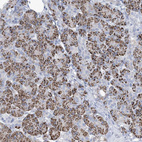 Immunohistochemical staining of human pancreas shows strong positivity in endoplasmic reticulum in exocrine glandular cells.