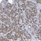 Immunohistochemical staining of human pancreas shows strong positivity in endoplasmic reticulum in exocrine glandular cells.