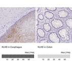 Anti-KLK8 Antibody