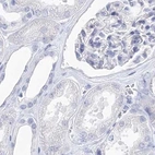 Immunohistochemical staining of human kidney using Anti-MYOZ2 antibody HPA035764.