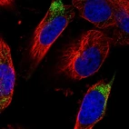 Immunofluorescent staining of human cell line U-251 MG shows localization to cytosol.
