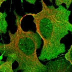 Immunofluorescent staining of human cell line U-2 OS shows localization to nuclear speckles, plasma membrane & cytosol.