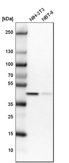 Western blot analysis in mouse cell line NIH-3T3 and rat cell line NBT-II.
