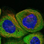 Immunofluorescent staining of human cell line A-431 shows localization to cytosol & centrosome.