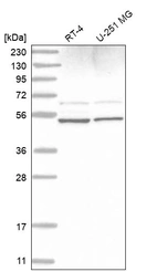 Anti-STAMBP Antibody