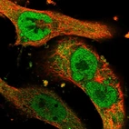 Immunofluorescent staining of human cell line U-251 MG shows localization to nucleoplasm & cytosol.