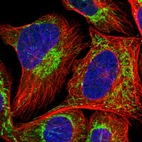 Immunofluorescent staining of human cell line U-2 OS shows localization to mitochondria.