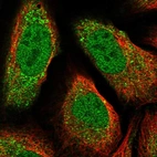 Immunofluorescent staining of human cell line U-2 OS shows localization to nucleoplasm & cytosol.