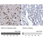 Anti-CELF2 Antibody