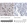 Anti-CELF2 Antibody