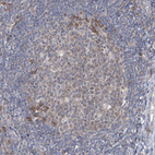 Immunohistochemical staining of human tonsil shows weak to moderate cytoplasmic positivity in germinal center cells.