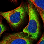 Immunofluorescent staining of human cell line U-2 OS shows localization to nucleoplasm & cytosol.