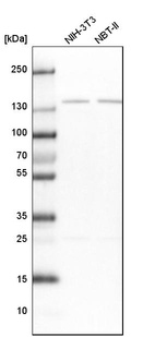 Western blot analysis in mouse cell line NIH-3T3 and rat cell line NBT-II.