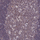 Immunohistochemical staining of human lymph node shows moderate nuclear positivity in germinal center cells.