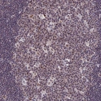 Immunohistochemical staining of human lymph node shows moderate nuclear positivity in germinal center cells.