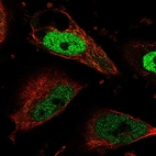 Immunofluorescent staining of human cell line U-251 MG shows localization to nucleoplasm, cytokinetic bridge & mitotic spindle.