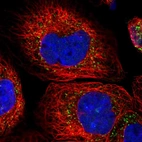 Immunofluorescent staining of human cell line A-431 shows localization to peroxisomes.