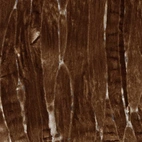 Anti-USP53 Antibody