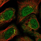 Immunofluorescent staining of human cell line U-2 OS shows localization to nucleoplasm & the Golgi apparatus.
