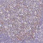 Immunohistochemical staining of human tonsil shows moderate cytoplasmic positivity in germinal center cells.