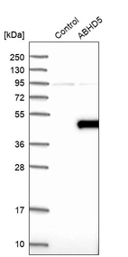 Western blot analysis in control (vector only transfected HEK293T lysate) and ABHD5 over-expression lysate (Co-expressed with a C-terminal myc-DDK tag (~3.1 kDa) in mammalian HEK293T cells, LY402485).