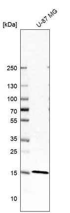 Anti-FAM162A Antibody