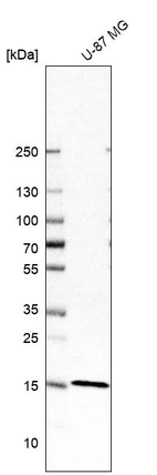 Western blot analysis in human cell line U-87 MG.