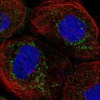 Immunofluorescent staining of human cell line A-431 shows localization to mitochondria.