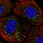 Immunofluorescent staining of human cell line A-431 shows localization to mitochondria.