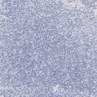 Immunohistochemical staining of human lymph node shows no positivity in non-germinal center cells as expected.