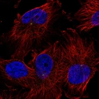 Immunofluorescent staining of human cell line U-251 MG shows localization to centrosome.
