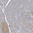 Immunohistochemical staining of human pancreas shows low expression as expected.