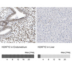 Anti-H2AFY2 Antibody