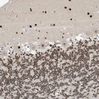 Immunohistochemical staining of human cerebellum shows moderate to strong nuclear positivity in both molecular and granular layer.