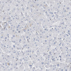 Anti-H2AFY2 Antibody