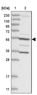 Anti-FAM114A2 Antibody