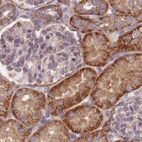 Immunohistochemical staining of human kidney using Anti-ADD1 antibody HPA035873.