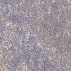 Immunohistochemical staining of human lymph node shows weak cytoplasmic positivity in non-germinal center cells.