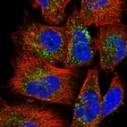 Immunofluorescent staining of human cell line U-251 MG shows localization to vesicles.