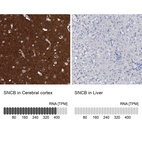 Anti-SNCB Antibody