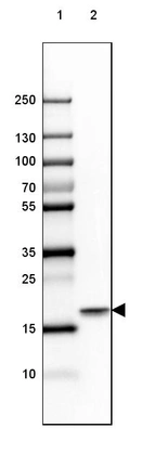 Lane 1: Marker [kDa] 250, 130, 100, 70, 55, 35, 25, 15, 10_br/_Lane 2: Mouse Cerebral Cortex tissue