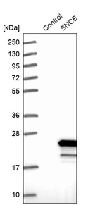 Western blot analysis in control (vector only transfected HEK293T lysate) and SNCB over-expression lysate (Co-expressed with a C-terminal myc-DDK tag (~3.1 kDa) in mammalian HEK293T cells, LY401075).