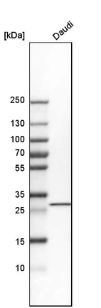 Western blot analysis in human cell line Daudi.