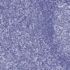 Immunohistochemical staining of human tonsil shows no positivity in non-germinal center cells as expected.